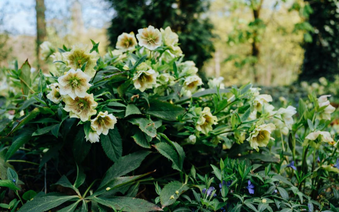 Helleborus