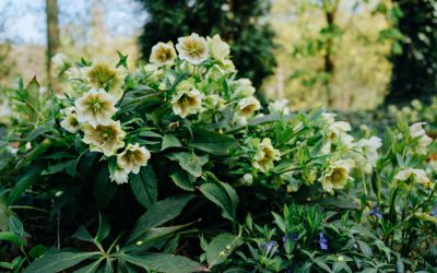 Helleborus