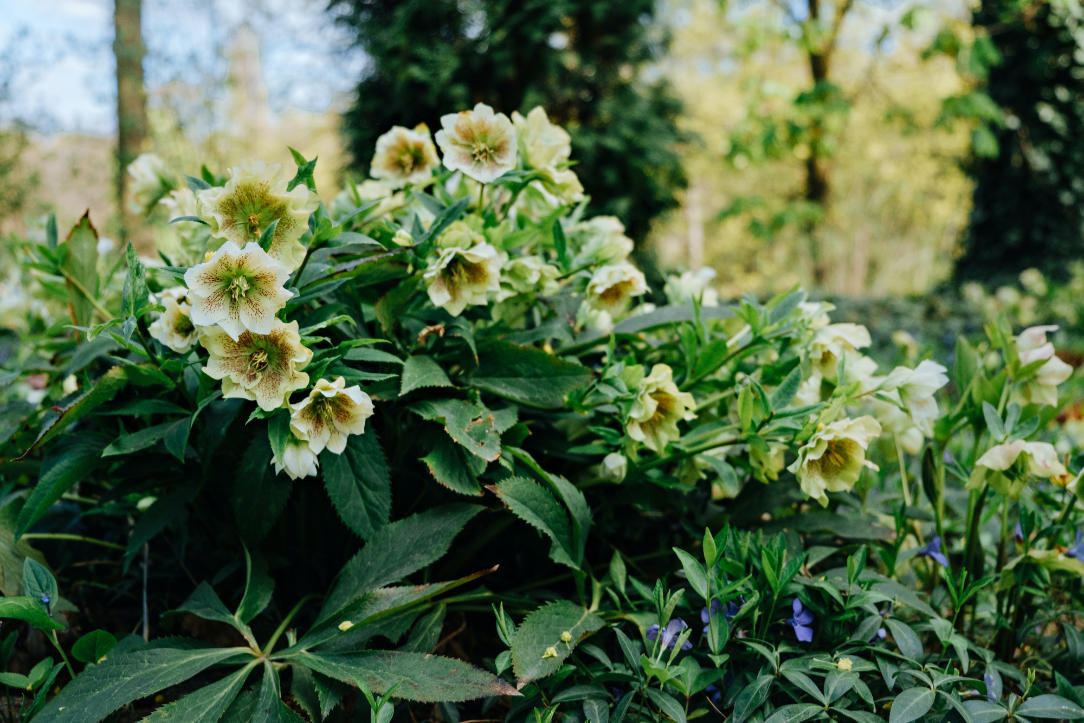 Helleborus plant