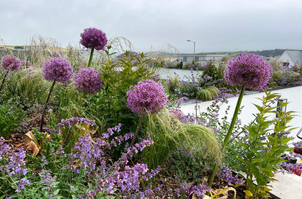 Contemporary Coastal Garden