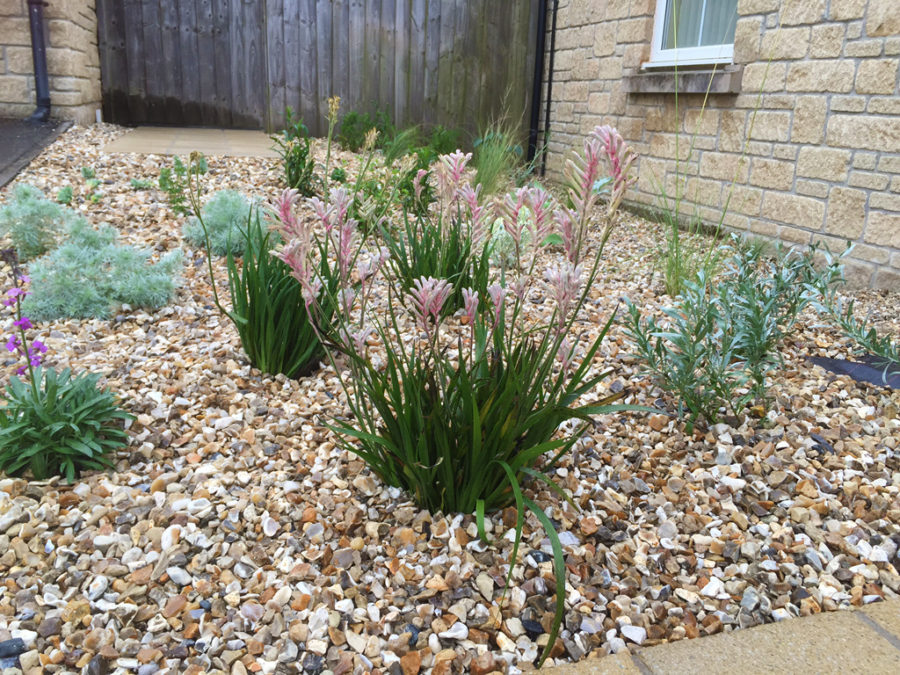 Truro Front Garden | Landscapes of Distinction