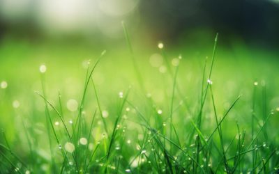 Lawn Care