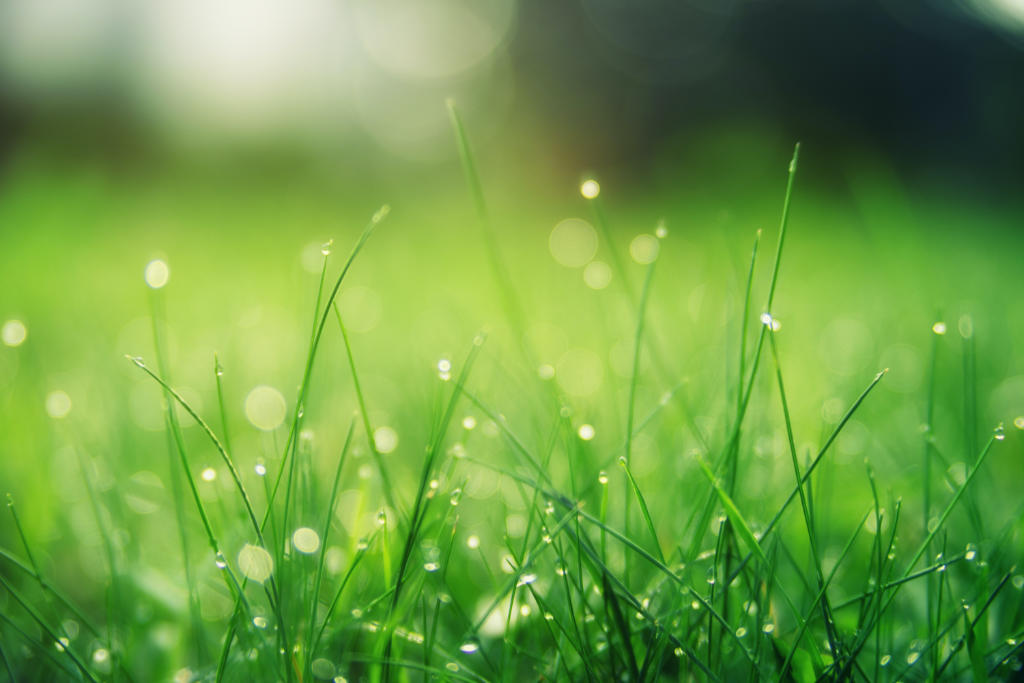Lawn grass