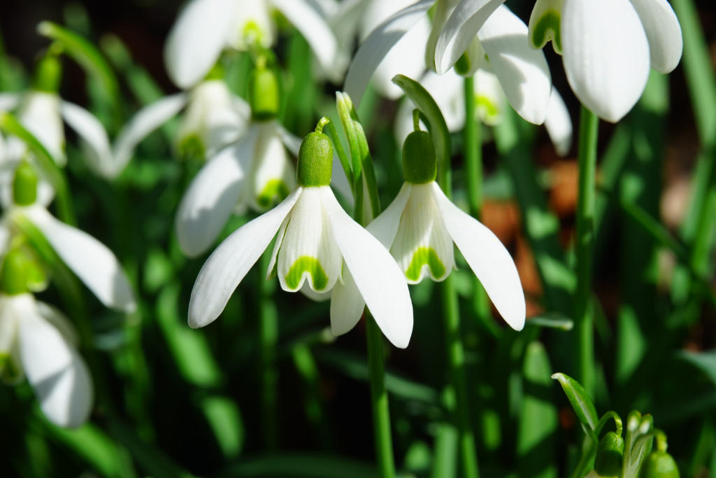 snowdrop s