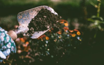 Improving your Soil